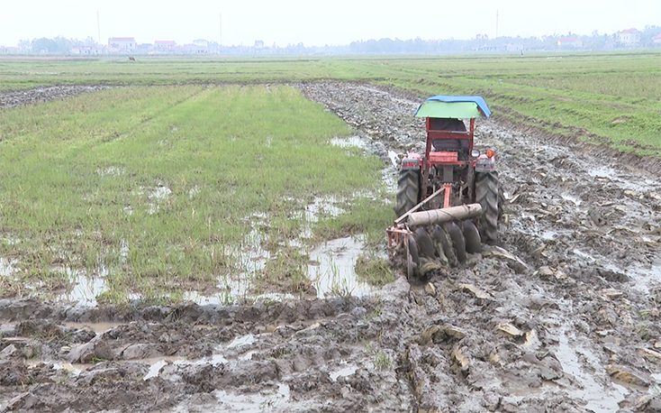 Nông dân Quảng Trạch: Chuẩn bị xuống giống lúa vụ đông-xuân