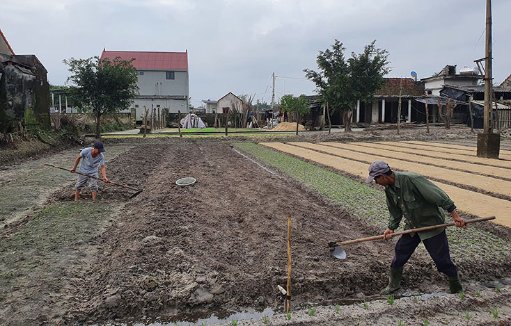 Khôi phục vườn rau xanh sau lũ