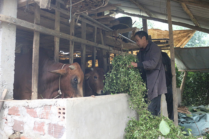 Triển khai các biện pháp phòng, chống dịch bệnh, đói rét cho vật nuôi vụ Đông Xuân