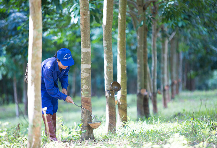 Công ty cổ phần Việt Trung Quảng Bình: 60 năm hình thành và phát triển