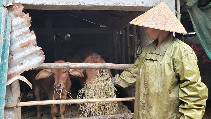 Tích cực phòng, chống rét cho đàn vật nuôi