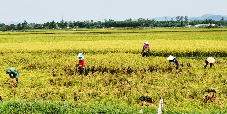 Nghĩa tình từ những hạt giống...