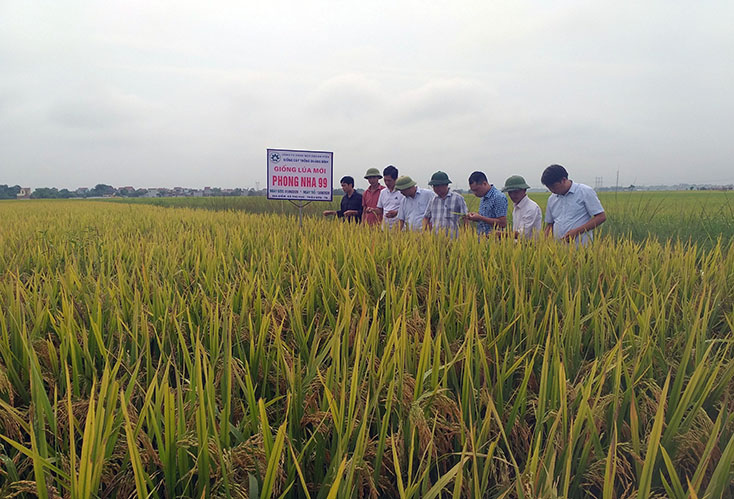 Phong Nha 99: Giống lúa mới triển vọng
