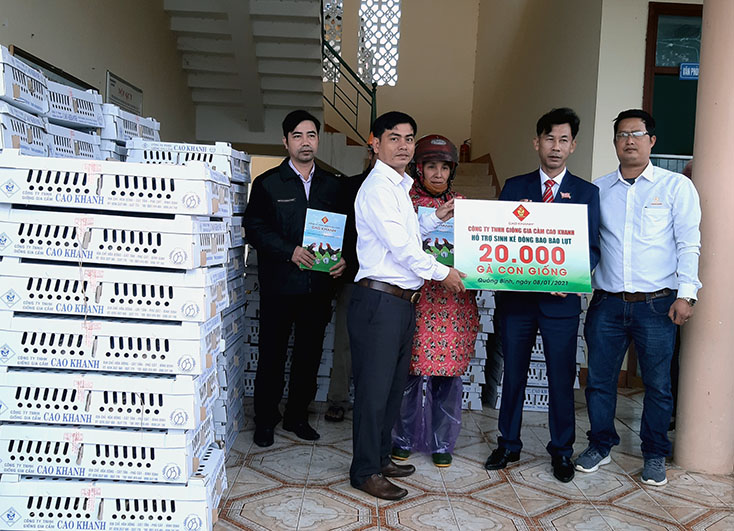 Hỗ trợ gần 55.000 con gà giống cho người dân vùng lũ
