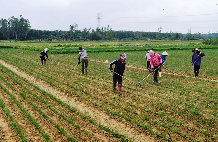 Nông dân Tây Trạch "bám" đồng chăm sóc kiệu Tết