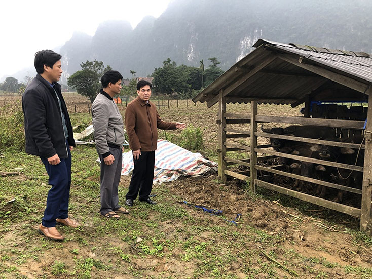 430 con gia súc, gia cầm chết do đói rét