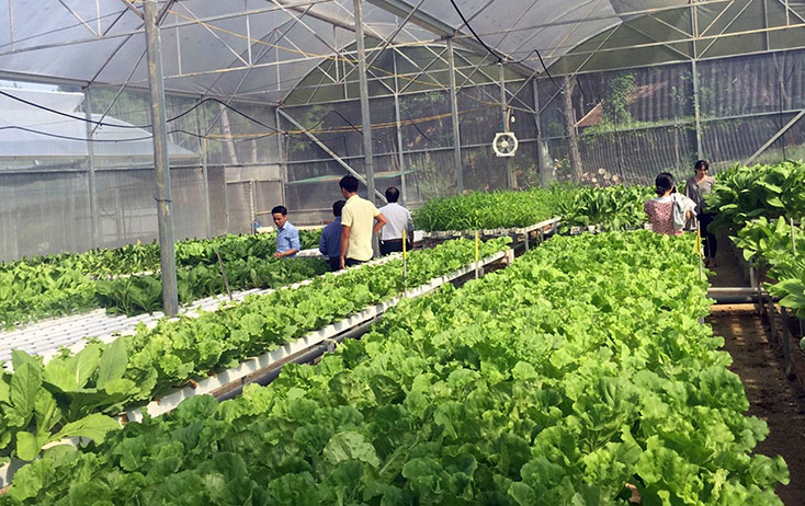 "Đòn bẩy" phát triển sản xuất nông nghiệp công nghệ cao