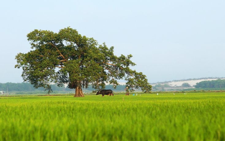 Ai bảo chăn trâu là khổ
