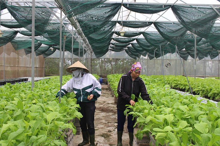 Nông nghiệp công nghệ cao-nâng tầm giá trị nông sản