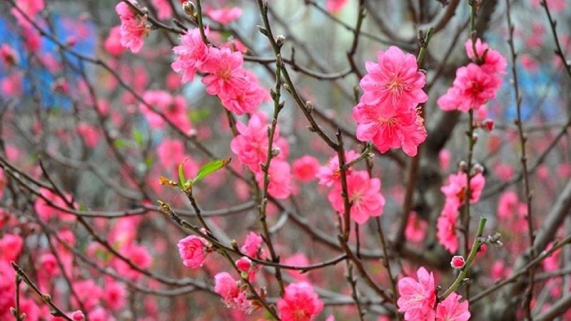 Đảng và mùa Xuân