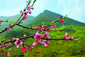 Cảm xuân