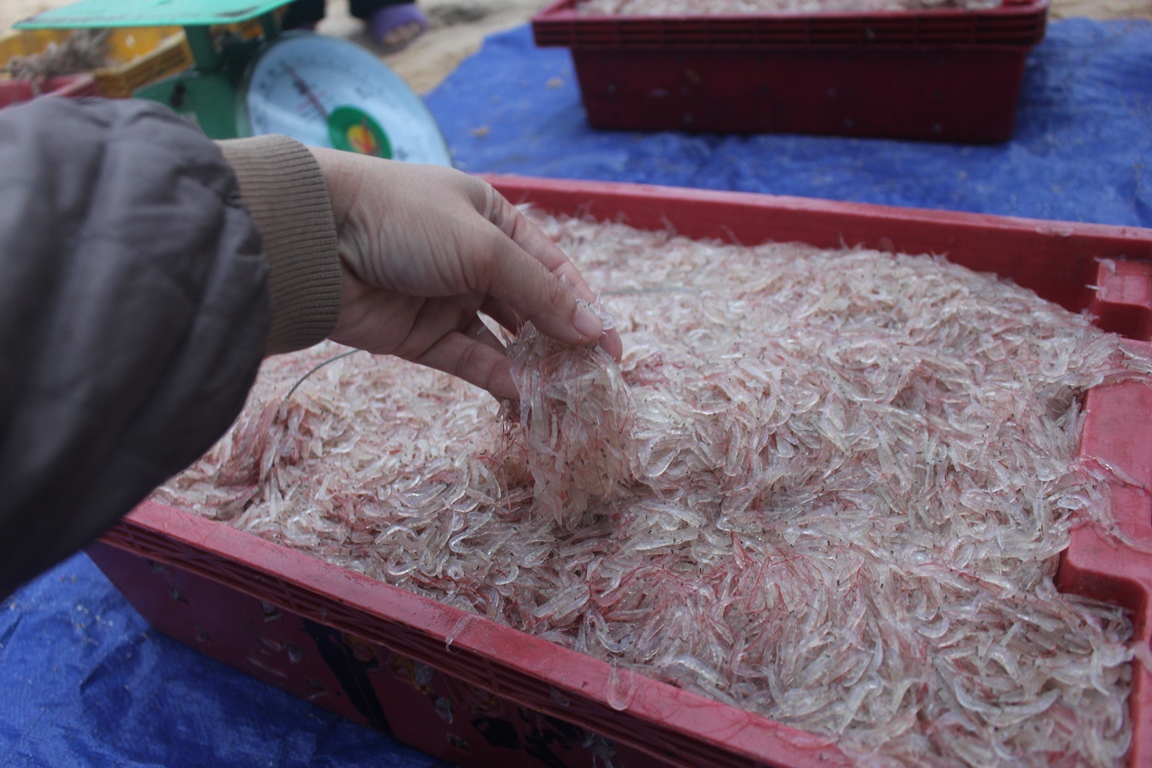 Đón "lộc biển" ở chợ cá Nhân Trạch
