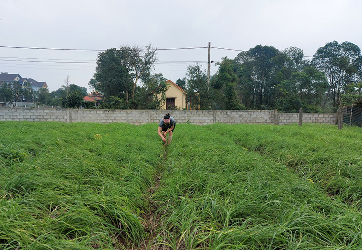 Lệ Thuỷ: Nâng cao thu nhập từ cây nén