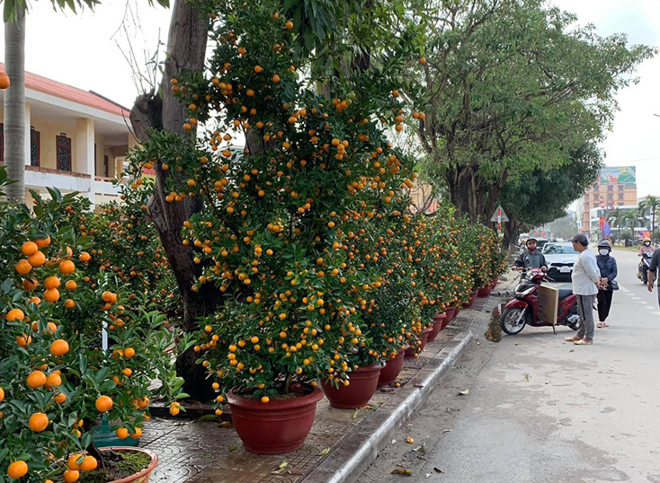 Thị trường Tết Nguyên đán Tân Sửu 2021: Nguồn cung dồi dào, giá cả ổn định