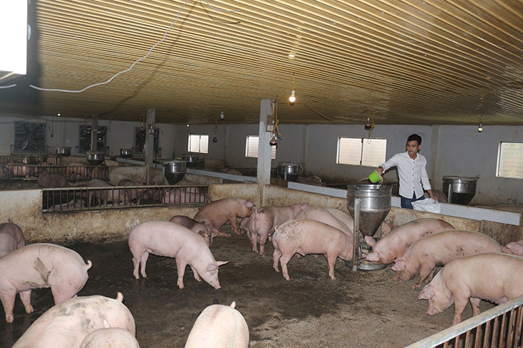 Phát triển chăn nuôi tập trung: Đánh thức tiềm năng, thế mạnh còn bỏ ngỏ