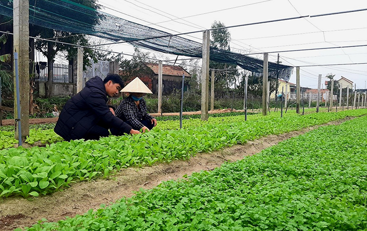 Tập trung phòng trừ sâu bệnh hại cây trồng
