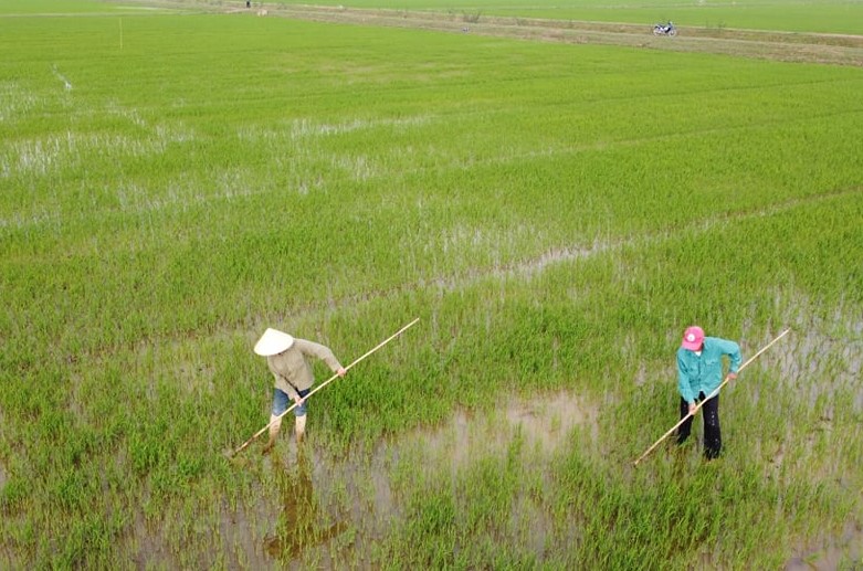 Lệ Thủy: Tập trung chăm sóc, phòng trừ sâu bệnh cho lúa đông-xuân