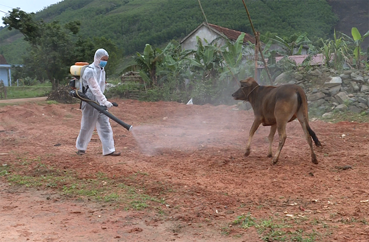 Quảng Trạch: Tập trung ngăn chặn dịch bệnh viêm da nổi cục ở trâu, bò