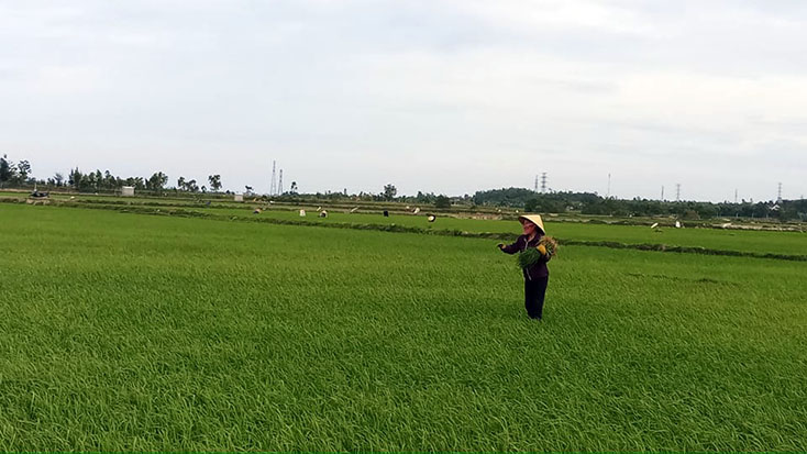 Quảng Trạch: Hơn 45 ha lúa đông-xuân bị sâu bệnh và chuột phá hoại