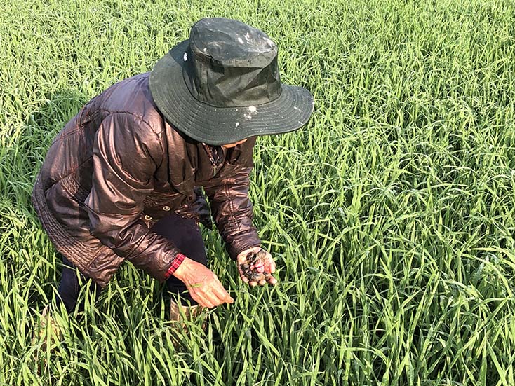 Minh Hóa: Tích cực phòng trừ sâu bệnh hại cây trồng