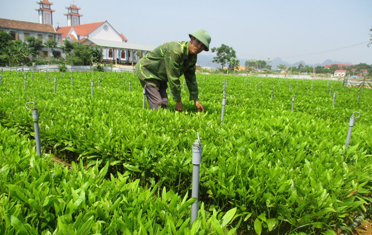 Đồng bào Công giáo đoàn kết xây dựng quê hương ngày càng đổi mới