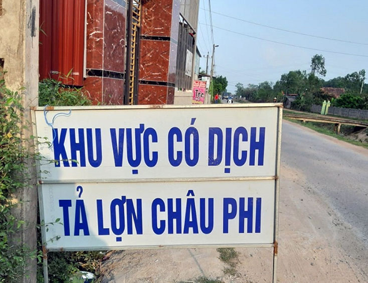 Xuất hiện ổ dịch tả lợn châu Phi tại huyện Quảng Trạch