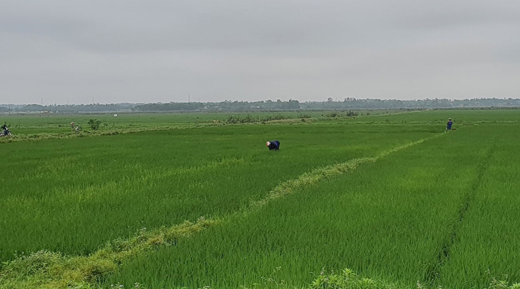 Lệ Thủy: Gần 290 ha lúa đông-xuân bị sâu, bệnh