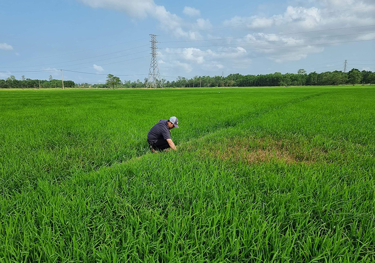 Bệnh đạo ôn hại lúa phát sinh trên diện rộng