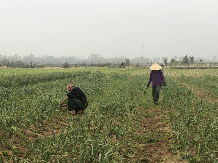 Nông dân TX. Ba Đồn thi đua sản xuất kinh doanh giỏi
