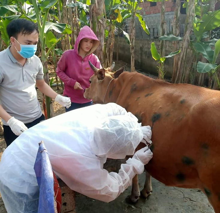 Quảng Trạch: Khẩn trương thực hiện các biện pháp phòng dịch bệnh viêm da nổi cục trên trâu, bò