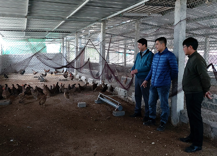 Hiệu quả bước đầu từ mô hình nuôi chim trĩ