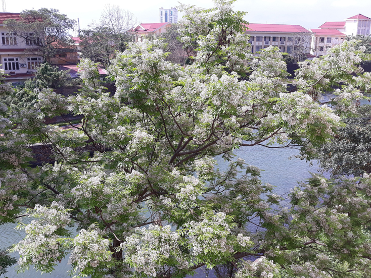 Thương nhớ mùa xoan