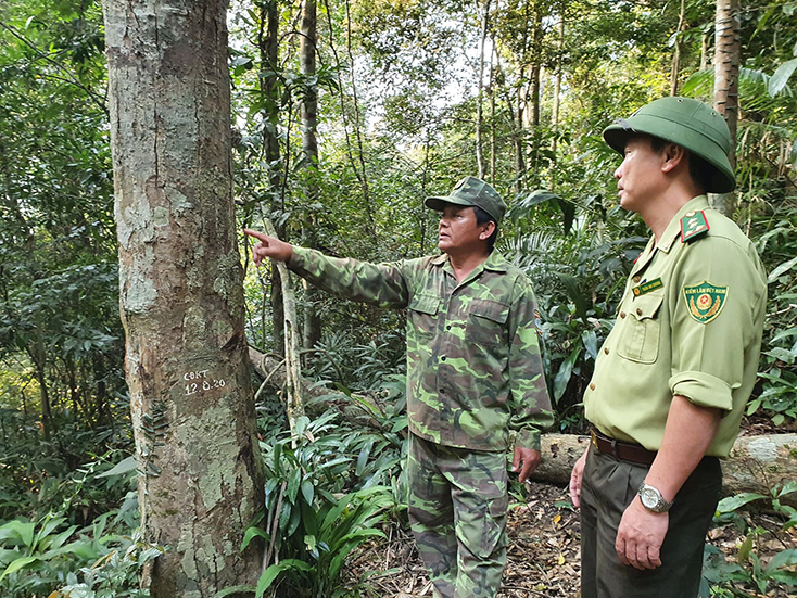 Khi cộng đồng chung sức giữ rừng...