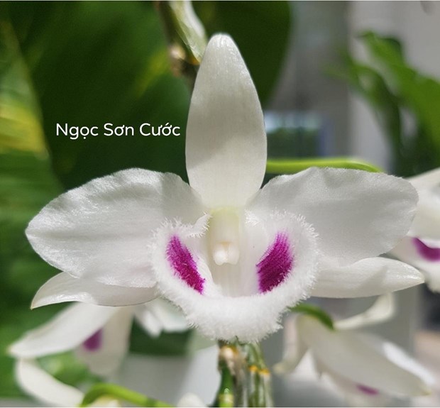 Ngành thuế sẽ quản lý thu đối với kinh doanh lan đột biến