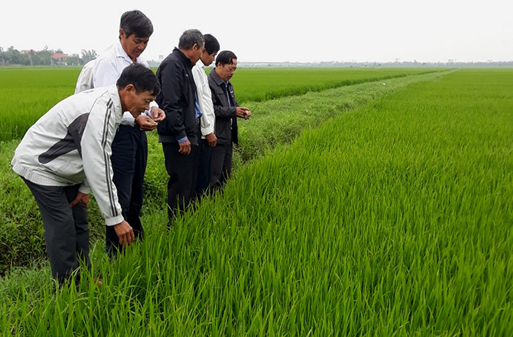 Tập trung phòng trừ bệnh đạo ôn hại lúa