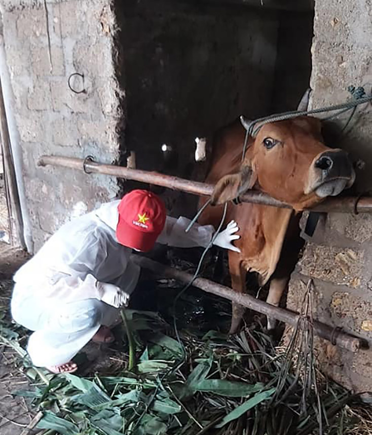 Bố Trạch: Khẩn trương phòng chống bệnh viêm da nổi cục trên trâu, bò