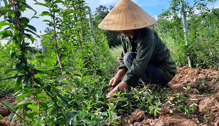 Dán tem truy xuất nguồn gốc: Tăng sức cạnh tranh, nâng tầm giá trị sản phẩm