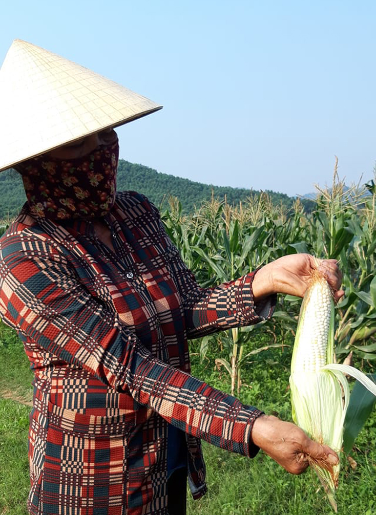 Nông dân Tuyên Hóa: Thu hoạch ngô nếp vụ đông-xuân