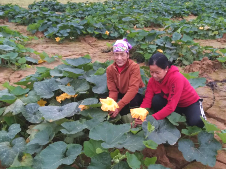 Mầm xanh trên luống đất cằn...