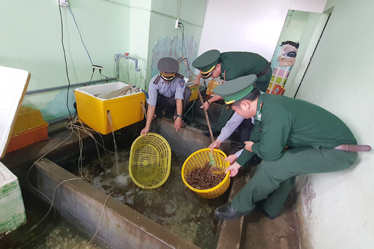 Xử lý nghiêm đối tượng thu mua tôm hùm non bán kiếm lời