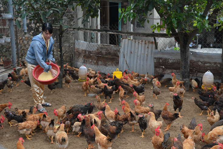 Thức ăn tăng giá: Người chăn nuôi gặp khó