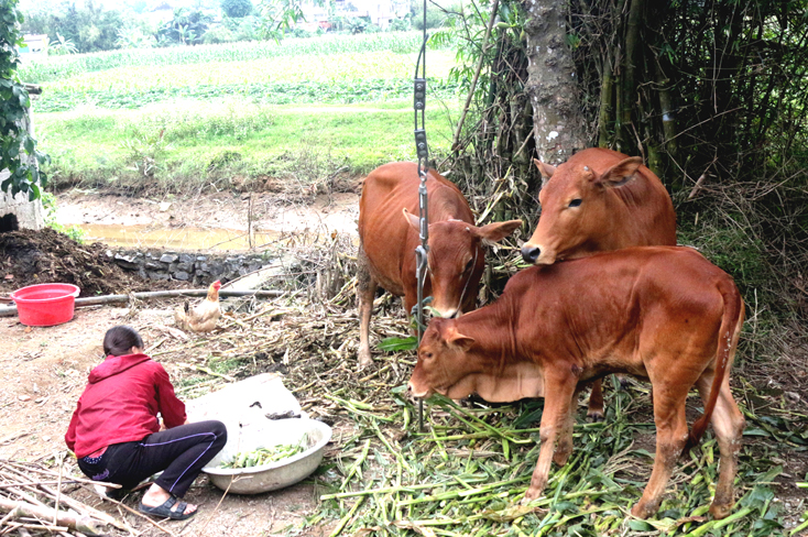 Quảng Ninh: Công bố dịch viêm da nổi cục trên trâu bò ở một số xã