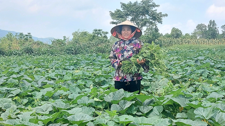 Tuyên Hóa: Trồng bí trên đất cát cho hiệu quả kinh tế cao