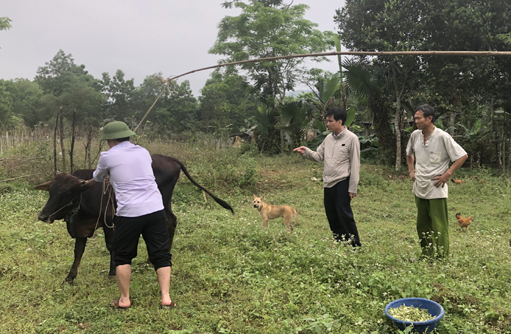 Minh Hóa: Khẩn trương tiêm 6.000 liều vắc xin phòng bệnh viêm da nổi cục cho trâu bò