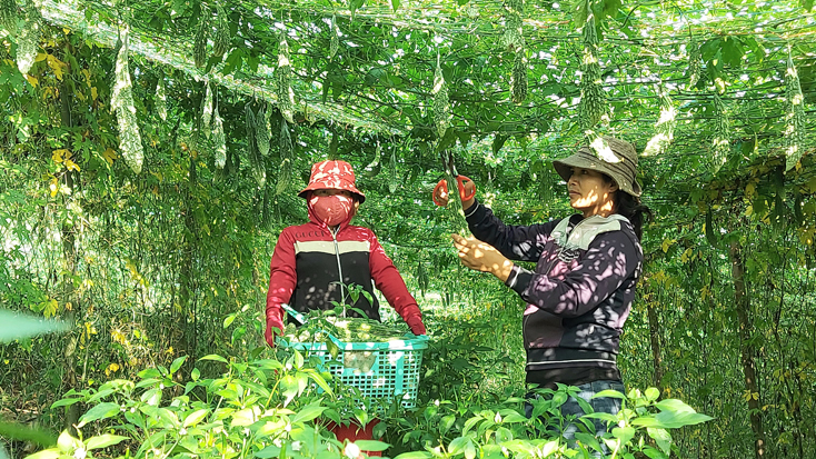 Tuyên Hóa: Mô hình trồng mướp đắng cho thu nhập cao
