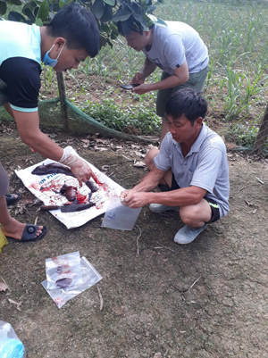 Xã Xuân Hóa: Xuất hiện lợn chết không rõ nguyên nhân