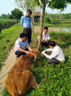 TP. Đồng Hới: Tích cực phòng, chống dịch bệnh trên cây trồng, vật nuôi