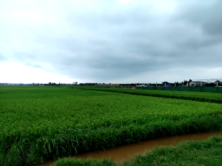 Quảng Ninh: Chủ động phòng chống dịch bệnh trên cây trồng