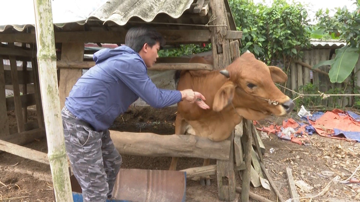 Minh Hóa: Phân bổ thêm 12 nghìn liều vắc xin phòng bệnh VDNC trên trâu, bò