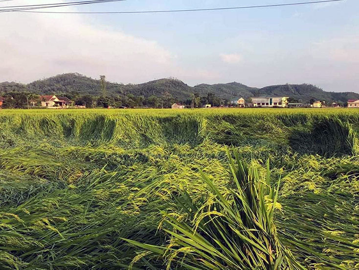 Mưa lớn làm hàng nghìn ha cây trồng bị đổ rạp